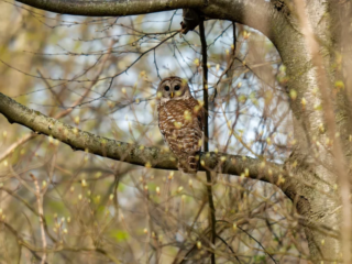 A barred owl with brown and white feathers is perched on a tree branch in a forest with early spring buds and sunlight. A barred owl with brown and white feathers is perched on a tree branch in a forest with early spring buds and sunlight.