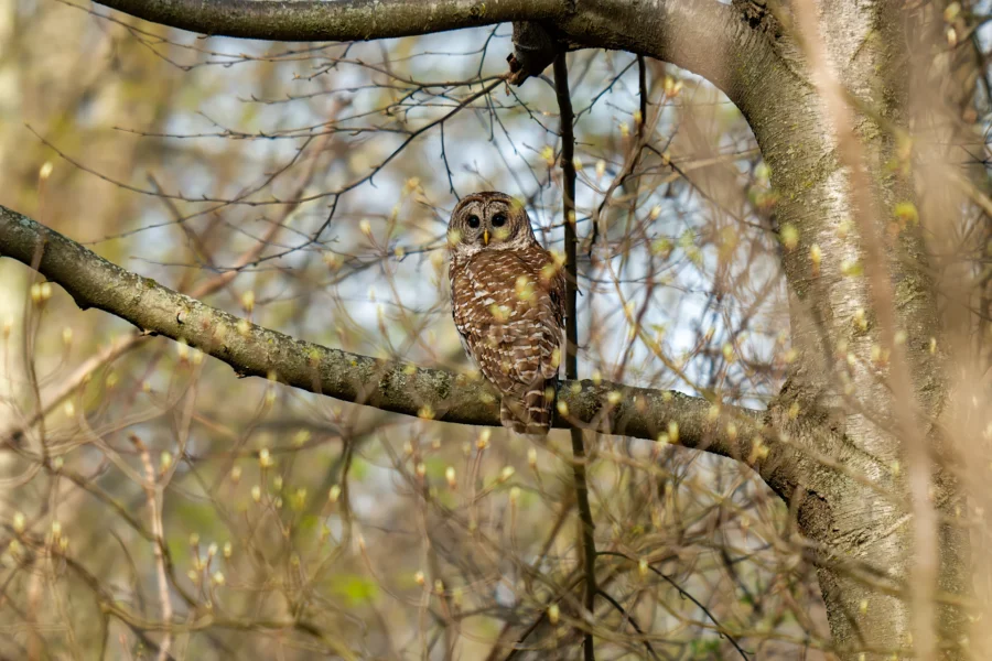 A barred owl with brown and white feathers is perched on a tree branch in a forest with early spring buds and sunlight. A barred owl with brown and white feathers is perched on a tree branch in a forest with early spring buds and sunlight.