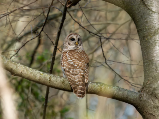 A barred owl with brown and white markings perches quietly on a tree branch in a forested area, surrounded by bare branches. A barred owl with brown and white markings perches quietly on a tree branch in a forested area, surrounded by bare branches.