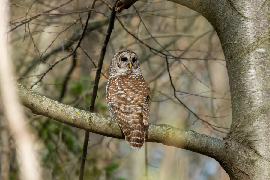 A barred owl with brown and white markings perches quietly on a tree branch in a forested area, surrounded by bare branches. A barred owl with brown and white markings perches quietly on a tree branch in a forested area, surrounded by bare branches.