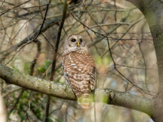 A barred owl perches on a tree branch surrounded by bare branches in a forested area. A barred owl perches on a tree branch surrounded by bare branches in a forested area.