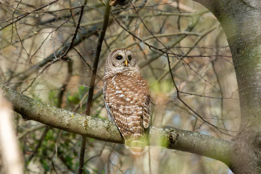 A barred owl perches on a tree branch surrounded by bare branches in a forested area. A barred owl perches on a tree branch surrounded by bare branches in a forested area.