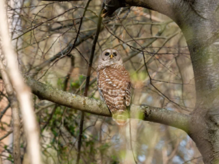 A brown and white owl is perched on a tree branch, surrounded by bare branches and light foliage. A brown and white owl is perched on a tree branch, surrounded by bare branches and light foliage.