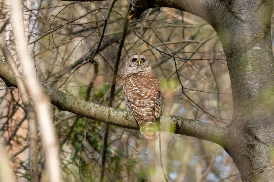 A brown and white owl is perched on a tree branch, surrounded by bare branches and light foliage. A brown and white owl is perched on a tree branch, surrounded by bare branches and light foliage.