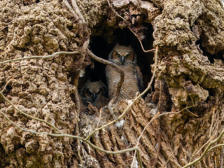 Two owlets are visible sitting inside a hollow tree, surrounded by rough bark and branches. Two owlets are visible sitting inside a hollow tree, surrounded by rough bark and branches.