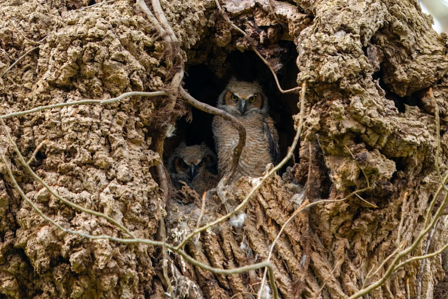 Two owlets are visible sitting inside a hollow tree, surrounded by rough bark and branches. Two owlets are visible sitting inside a hollow tree, surrounded by rough bark and branches.