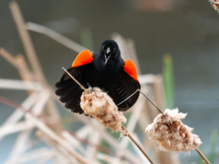 A red-winged blackbird perches on a cattail, displaying its bright red and yellow shoulder patches against a blurred natural background. A red-winged blackbird perches on a cattail, displaying its bright red and yellow shoulder patches against a blurred natural background.