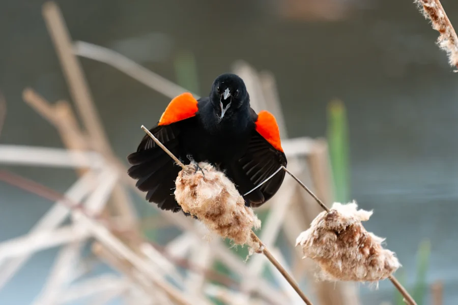 A red-winged blackbird perches on a cattail, displaying its bright red and yellow shoulder patches against a blurred natural background. A red-winged blackbird perches on a cattail, displaying its bright red and yellow shoulder patches against a blurred natural background.