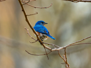 A bluebird is perched on a bare tree branch, facing left, with a blurred background of muted colors. A bluebird is perched on a bare tree branch, facing left, with a blurred background of muted colors.