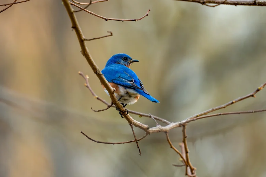 A bluebird is perched on a bare tree branch, facing left, with a blurred background of muted colors. A bluebird is perched on a bare tree branch, facing left, with a blurred background of muted colors.