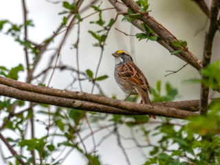 A small brown and white bird with a yellow patch above its eye perches on a tree branch surrounded by green leaves. A small brown and white bird with a yellow patch above its eye perches on a tree branch surrounded by green leaves.