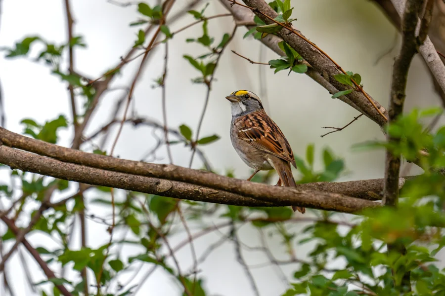 A small brown and white bird with a yellow patch above its eye perches on a tree branch surrounded by green leaves. A small brown and white bird with a yellow patch above its eye perches on a tree branch surrounded by green leaves.