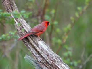 A bright red cardinal perched on a slanted, weathered tree branch with a blurred green background. A bright red cardinal perched on a slanted, weathered tree branch with a blurred green background.