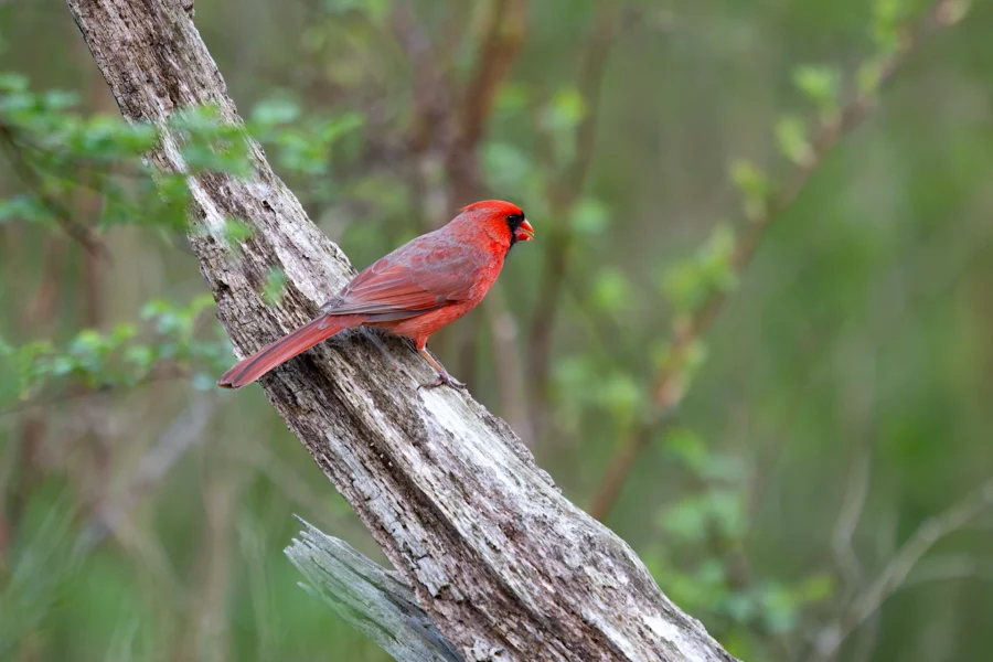 A bright red cardinal perched on a slanted, weathered tree branch with a blurred green background. A bright red cardinal perched on a slanted, weathered tree branch with a blurred green background.