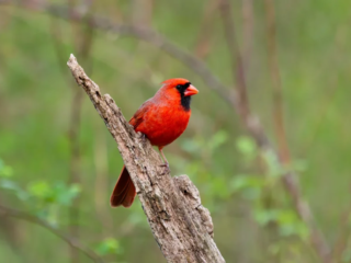 A male Northern Cardinal with bright red feathers is perched on a diagonal tree branch against a blurred green background. A male Northern Cardinal with bright red feathers is perched on a diagonal tree branch against a blurred green background.