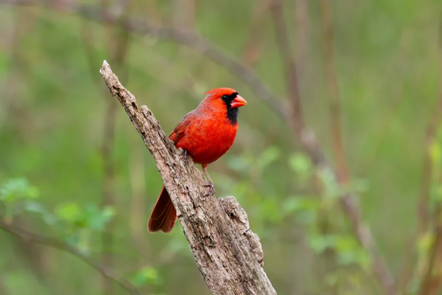 A male Northern Cardinal with bright red feathers is perched on a diagonal tree branch against a blurred green background. A male Northern Cardinal with bright red feathers is perched on a diagonal tree branch against a blurred green background.