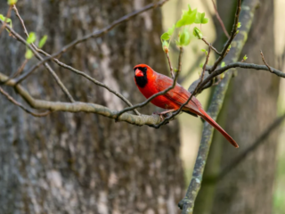 A bright red cardinal perches on a thin tree branch with green leaves, set against a blurred background of tree trunks. A bright red cardinal perches on a thin tree branch with green leaves, set against a blurred background of tree trunks.