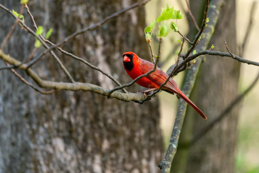 A bright red cardinal perches on a thin tree branch with green leaves, set against a blurred background of tree trunks. A bright red cardinal perches on a thin tree branch with green leaves, set against a blurred background of tree trunks.