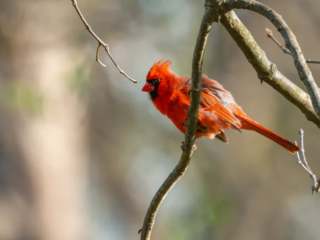 A bright red cardinal perched on a bare tree branch with a blurred background. A bright red cardinal perched on a bare tree branch with a blurred background.