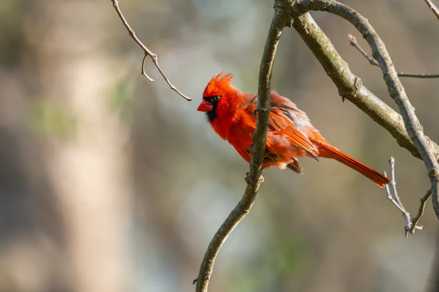 A bright red cardinal perched on a bare tree branch with a blurred background. A bright red cardinal perched on a bare tree branch with a blurred background.