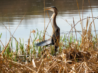 A heron stands among dry reeds at the edge of a body of water, surrounded by tall grasses and vegetation. A heron stands among dry reeds at the edge of a body of water, surrounded by tall grasses and vegetation.