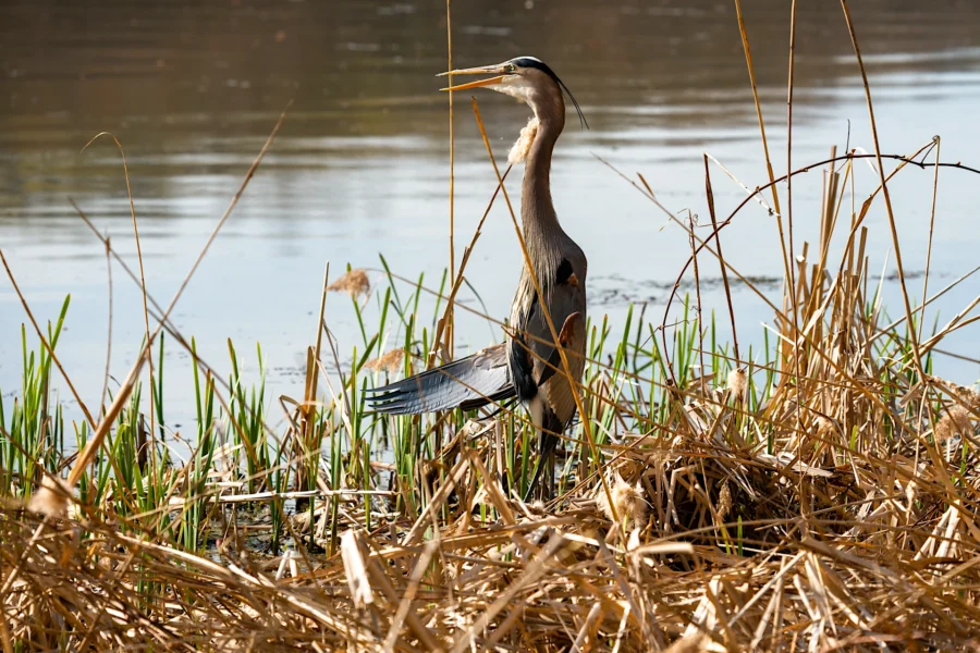 A heron stands among dry reeds at the edge of a body of water, surrounded by tall grasses and vegetation.