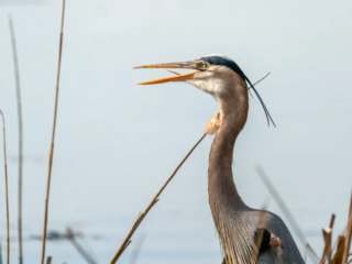 A great blue heron stands among reeds with its beak open against a blurred background of water. A great blue heron stands among reeds with its beak open against a blurred background of water.