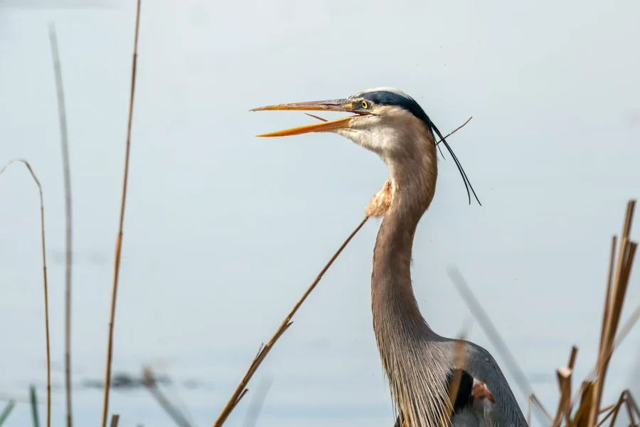 A great blue heron stands among reeds with its beak open against a blurred background of water.