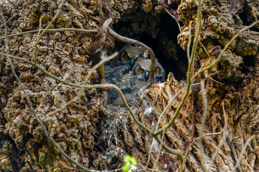 Two owls are nestled in a tree cavity, blending in with the rough bark and surrounded by branches. Two owls are nestled in a tree cavity, blending in with the rough bark and surrounded by branches.