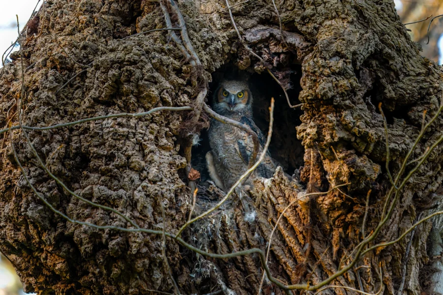 An owl sits inside a hollow in a large, textured tree trunk, partially hidden by shadows and surrounding branches. An owl sits inside a hollow in a large, textured tree trunk, partially hidden by shadows and surrounding branches.