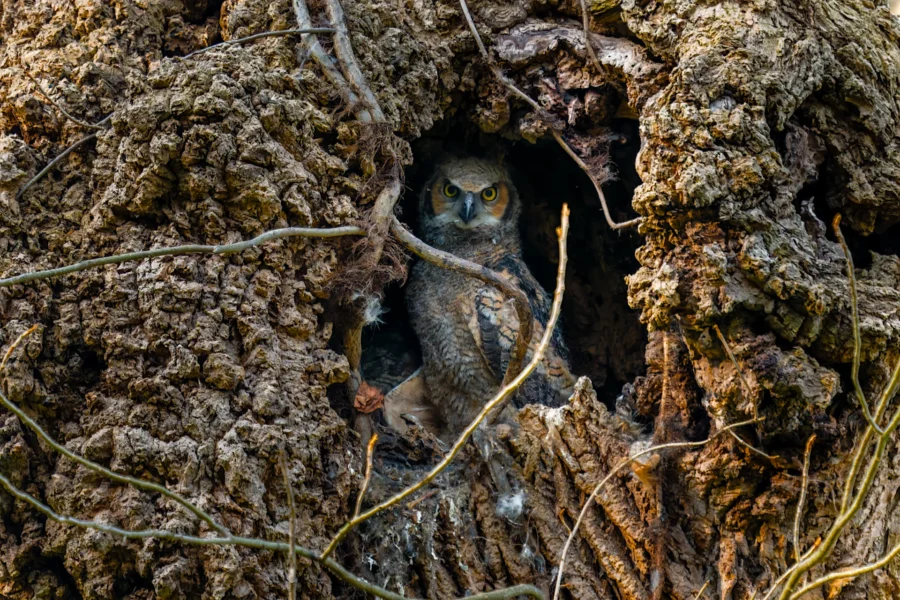 A young owl sits in a tree cavity surrounded by rough bark and branches, blending into the natural textures of its nest. A young owl sits in a tree cavity surrounded by rough bark and branches, blending into the natural textures of its nest.