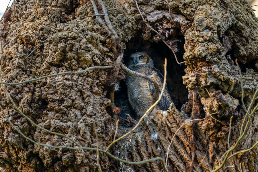 An owl is perched inside a hollow opening of a large, textured tree trunk, surrounded by rough bark and branches. An owl is perched inside a hollow opening of a large, textured tree trunk, surrounded by rough bark and branches.