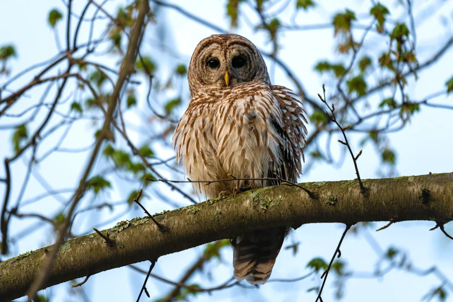 A barred owl with brown and white feathers is perched on a tree branch, surrounded by green leaves and branches against a light blue sky. A barred owl with brown and white feathers is perched on a tree branch, surrounded by green leaves and branches against a light blue sky.