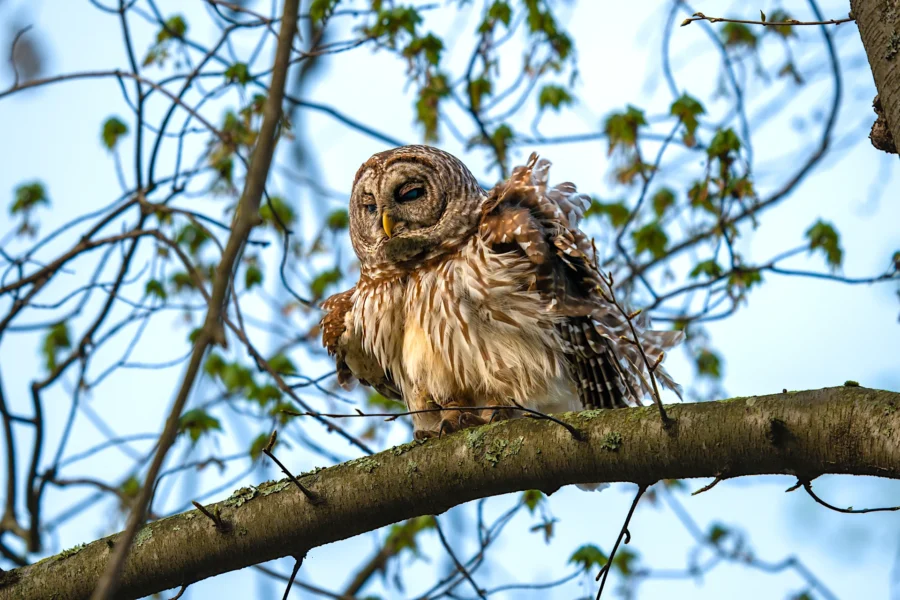 A barred owl perches on a tree branch with its feathers fluffed, surrounded by branches and green leaves against a blue sky. A barred owl perches on a tree branch with its feathers fluffed, surrounded by branches and green leaves against a blue sky.