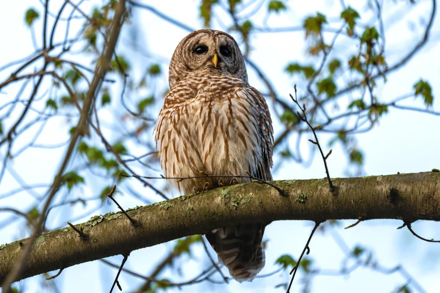 A barred owl with brown and white striped feathers sits on a tree branch with new green leaves, against a bright sky background. A barred owl with brown and white striped feathers sits on a tree branch with new green leaves, against a bright sky background.