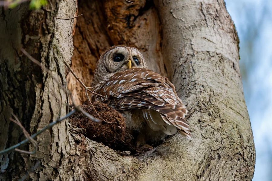 A brown and white owl sits in a hollow of a tree during the daytime, facing slightly away while looking outward. A brown and white owl sits in a hollow of a tree during the daytime, facing slightly away while looking outward.
