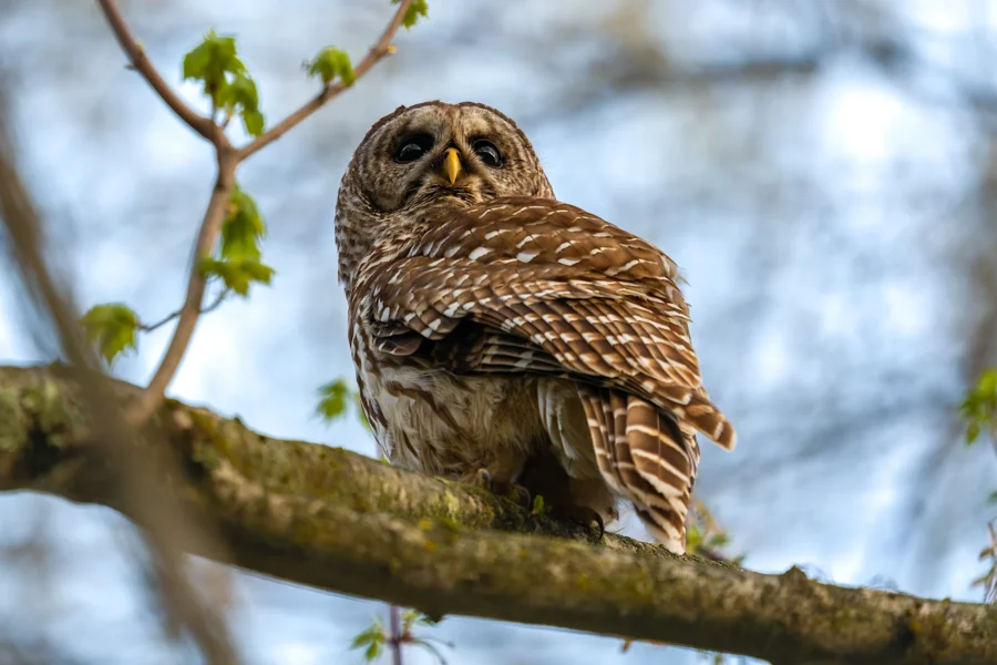 A barred owl with brown and white striped feathers perched on a tree branch, surrounded by budding green leaves and blurred background. A barred owl with brown and white striped feathers perched on a tree branch, surrounded by budding green leaves and blurred background.