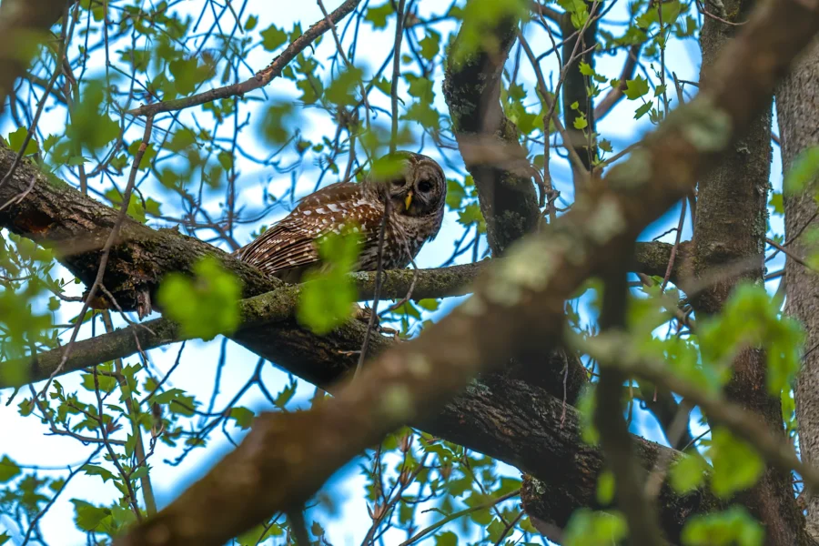 A brown and white owl perches on a tree branch surrounded by green leaves and branches against a blue sky. A brown and white owl perches on a tree branch surrounded by green leaves and branches against a blue sky.