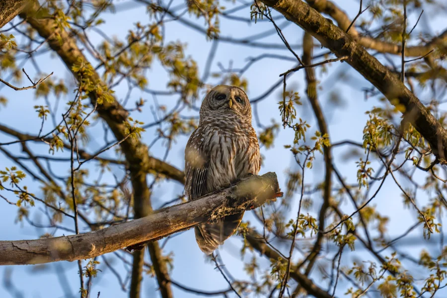A barred owl perched on a tree branch surrounded by budding leaves, with a background of blue sky and intersecting branches. A barred owl perched on a tree branch surrounded by budding leaves, with a background of blue sky and intersecting branches.