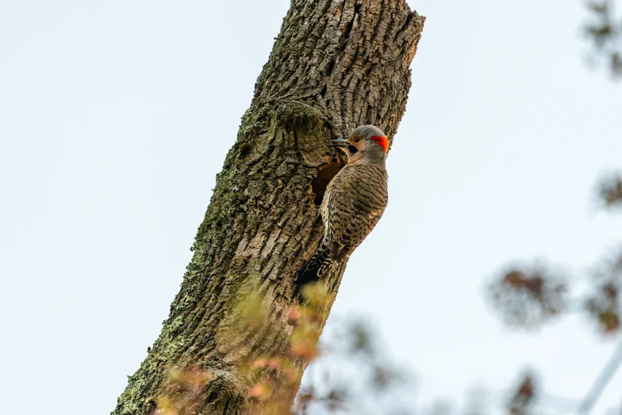 A woodpecker with a red patch on its head is perched on the trunk of a tree, pecking at the bark. A woodpecker with a red patch on its head is perched on the trunk of a tree, pecking at the bark.