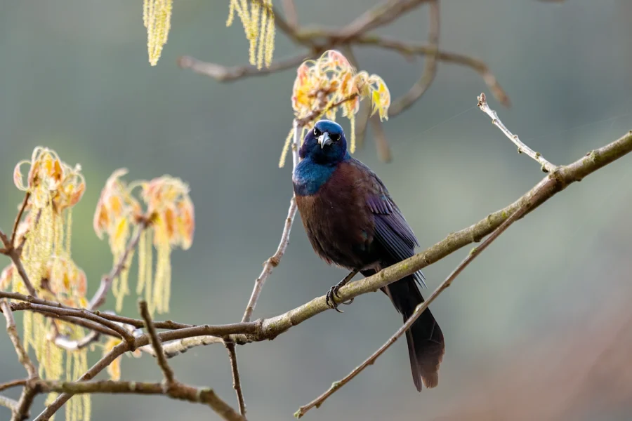 A blackbird with iridescent blue and brown feathers perches on a tree branch with yellow catkins against a blurred background. A blackbird with iridescent blue and brown feathers perches on a tree branch with yellow catkins against a blurred background.