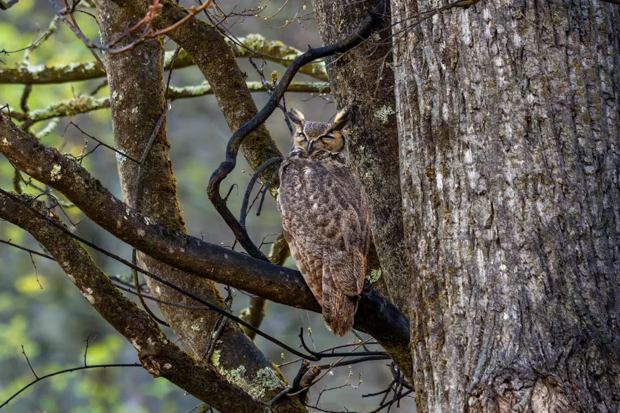 A brown owl with closed eyes perches motionless on a tree branch, blending in with the tree trunk and surrounding branches in a forest setting. A brown owl with closed eyes perches motionless on a tree branch, blending in with the tree trunk and surrounding branches in a forest setting.