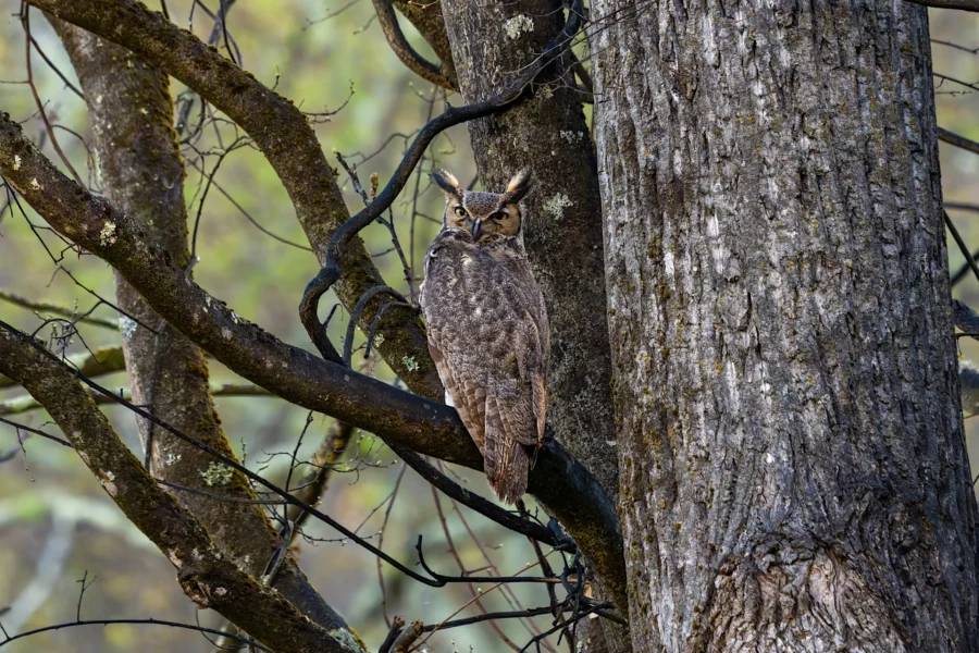 A great horned owl perched on the trunk of a tree, blending into the bark, surrounded by leafless branches. A great horned owl perched on the trunk of a tree, blending into the bark, surrounded by leafless branches.