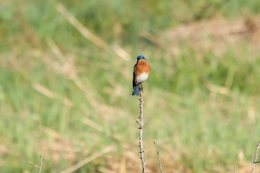 A small bird with a blue head and rusty orange breast perches on the top of a thin, bare branch against a blurred green background. A small bird with a blue head and rusty orange breast perches on the top of a thin, bare branch against a blurred green background.