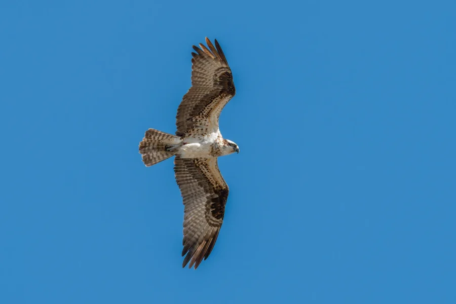 An osprey with outstretched wings is soaring in a clear blue sky. An osprey with outstretched wings is soaring in a clear blue sky.
