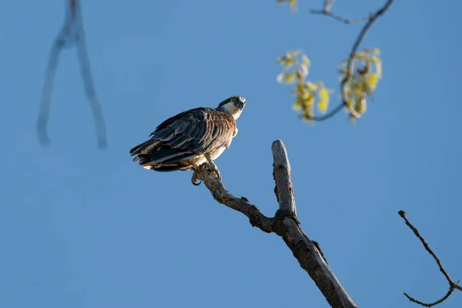 A bird of prey perches on a bare tree branch, looking to the right, with a clear blue sky and a few leaves in the background. A bird of prey perches on a bare tree branch, looking to the right, with a clear blue sky and a few leaves in the background.