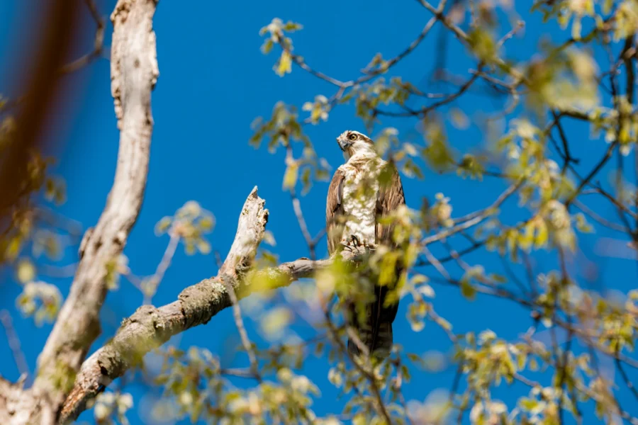 A hawk perched on a tree branch surrounded by leaves, with a clear blue sky in the background. A hawk perched on a tree branch surrounded by leaves, with a clear blue sky in the background.