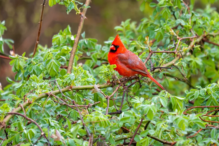 A bright red cardinal perches on a leafy green branch, surrounded by dense foliage. A bright red cardinal perches on a leafy green branch, surrounded by dense foliage.