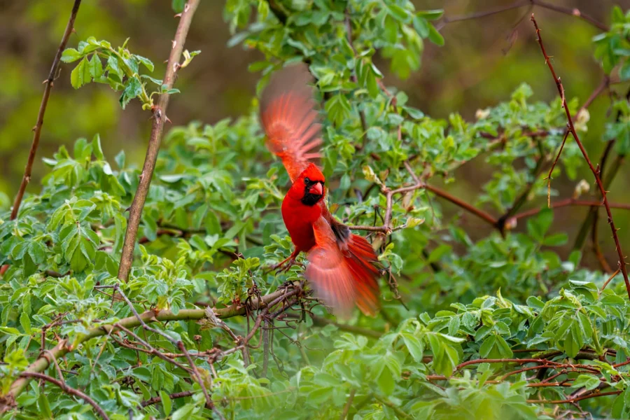 A bright red cardinal flaps its wings while perched on a branch surrounded by dense green foliage. A bright red cardinal flaps its wings while perched on a branch surrounded by dense green foliage.