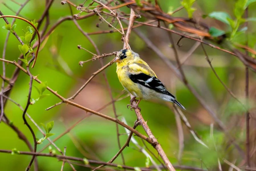 A small yellow and black bird perched on a thin branch surrounded by green foliage and brown twigs. A small yellow and black bird perched on a thin branch surrounded by green foliage and brown twigs.